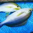 油魚(鯉形目鯉科動物) 油魚(鯉形目鯉科動物)