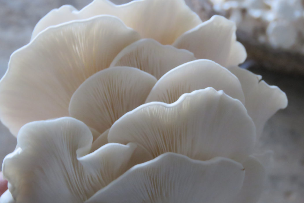 白平菇 白平菇