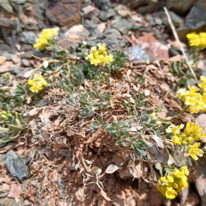 Alyssum cacuminum
