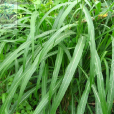 筒軸茅 筒軸茅