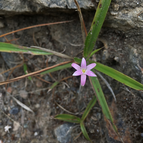 Barbaceniopsis vargasiana