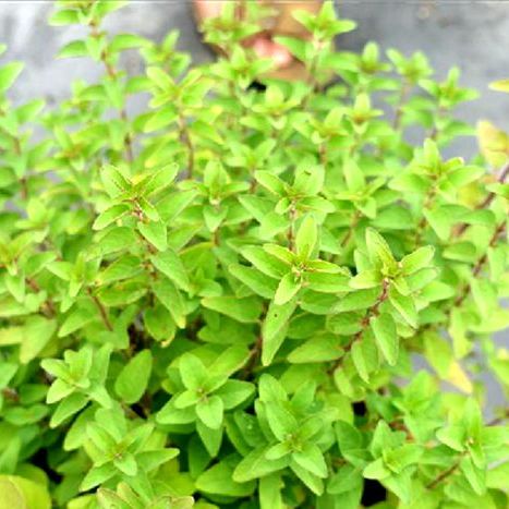 牛至(Origanum vulgare)