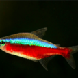 寶蓮燈(熱帶觀賞魚)