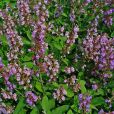 歐鼠尾草(Salvia officinalis)