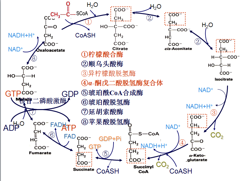 TAC(三羧酸循環)