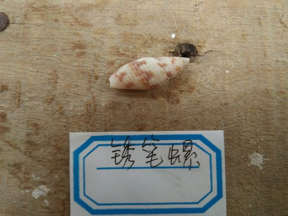 銹筆螺 銹筆螺