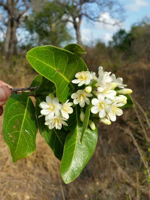 Lamprothamnus zanguebaricus