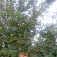 花葉雞桑 花葉雞桑
