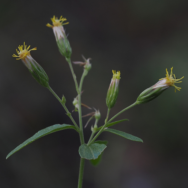 Brickellia brachyphylla