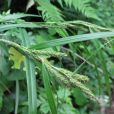 二形鱗薹草(垂穗苔草) 二形鱗薹草(垂穗苔草)
