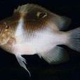 黑背雀魚 黑背雀魚