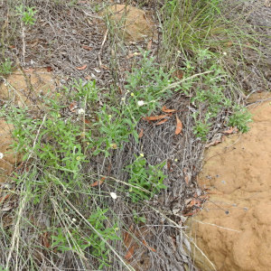 Rutidosis leucantha