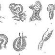 腸腔動物