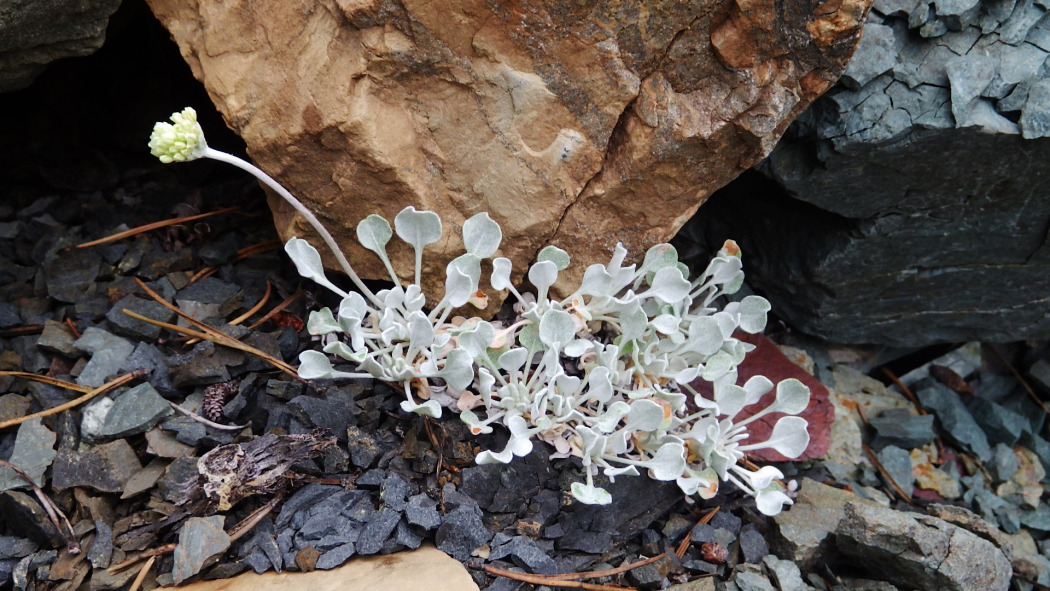 Eriogonum ovalifolium Eriogonum ovalifolium