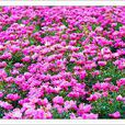亳芍 亳芍