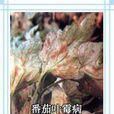 葉霉病 葉霉病