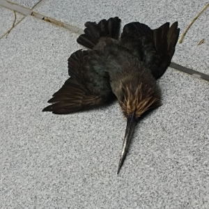 三趾鶲鴷