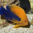 虎皮仙魚