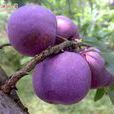 錢排三華李 錢排三華李