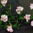 矮薔薇 矮薔薇