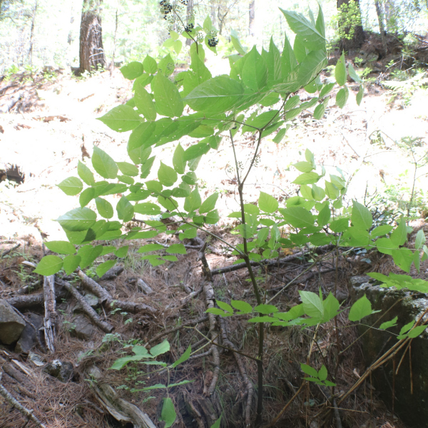 Aralia bicrenata