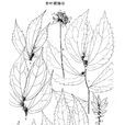 朴葉樓梯草 朴葉樓梯草