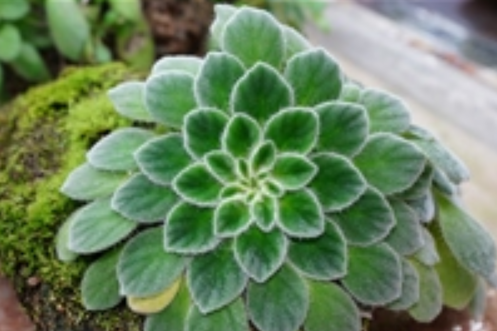 石林石蝴蝶 石林石蝴蝶