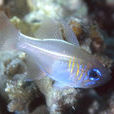 長刺玫瑰魚 長刺玫瑰魚