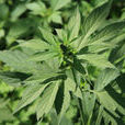 豚草屬 豚草屬
