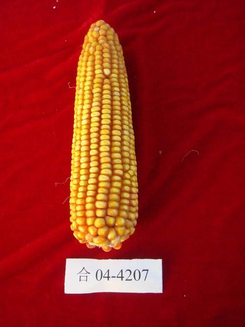 合玉22號 合玉22號