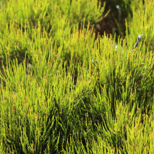 Allocasuarina nana