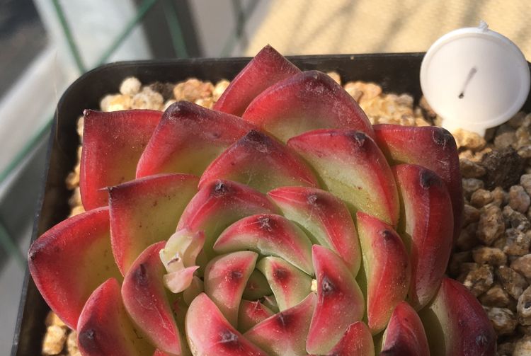 篝火(景天科擬石蓮屬植物) 篝火(景天科擬石蓮屬植物)