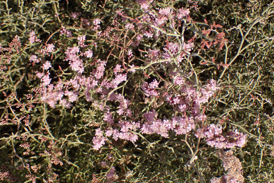 Limonium tuberculatum