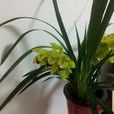 蘭草(蘭科、澤蘭屬植物) 蘭草(蘭科、澤蘭屬植物)