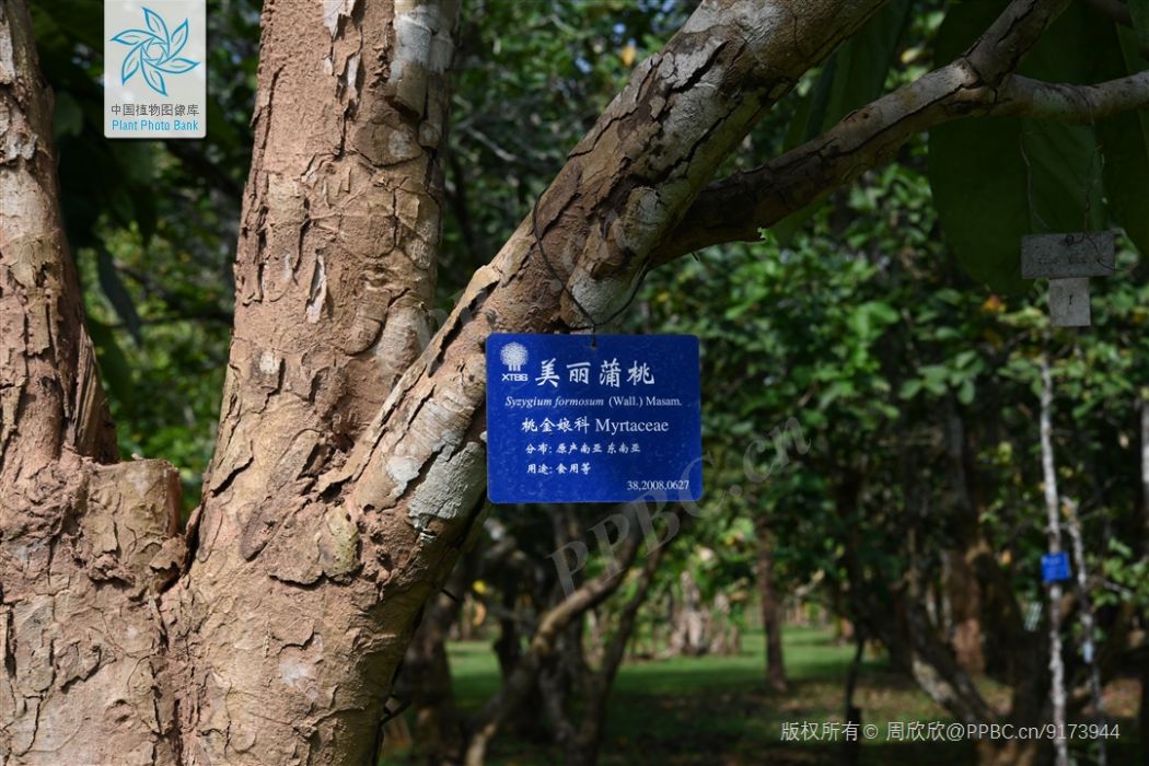 美麗蒲桃 美麗蒲桃