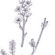 黃總花 黃總花
