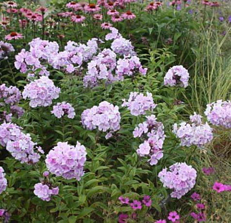 Phlox paniculata \x27Franz Schubert\x27 Phlox paniculata \x27Franz Schubert\x27