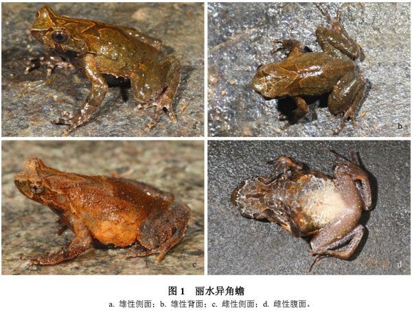 麗水異角蟾 麗水異角蟾