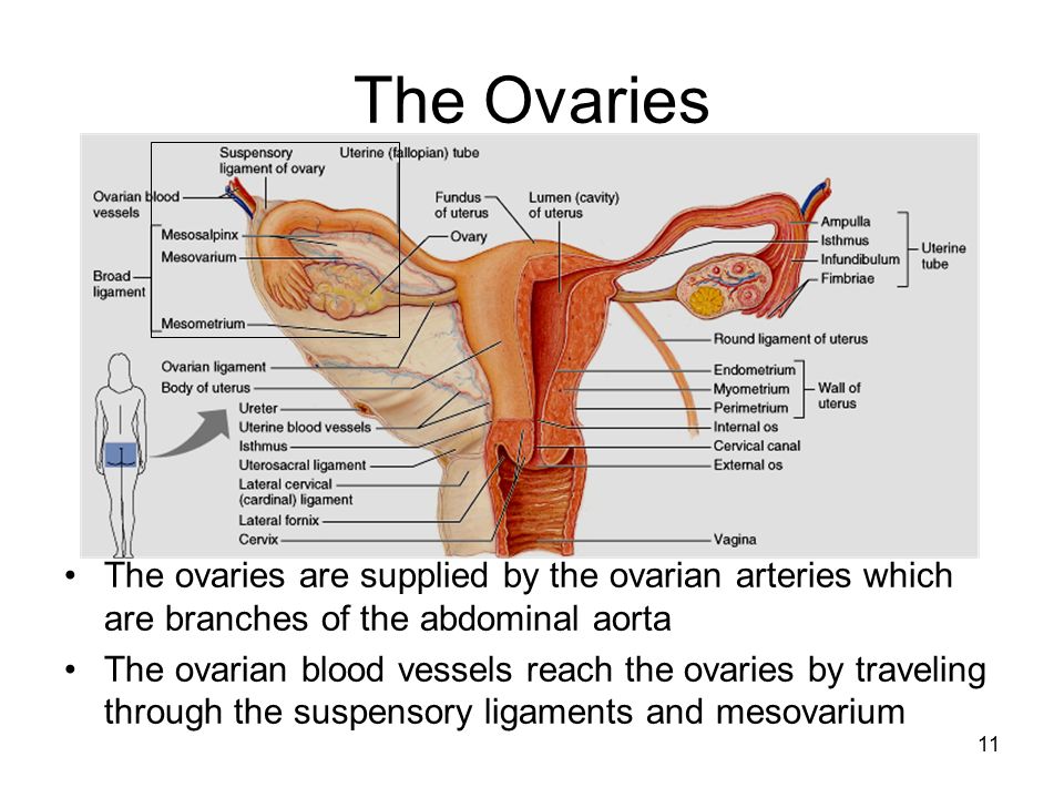 月經與子宮