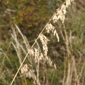Ehrharta capensis