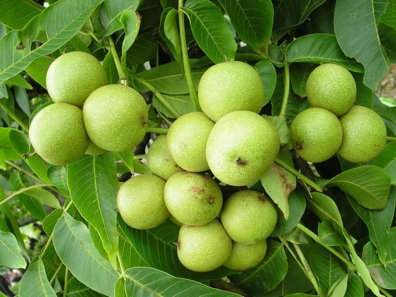 魯核1號 魯核1號