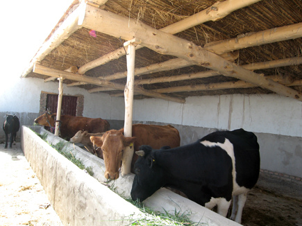 布隆吉鄉設施養牛小區高標準牛舍