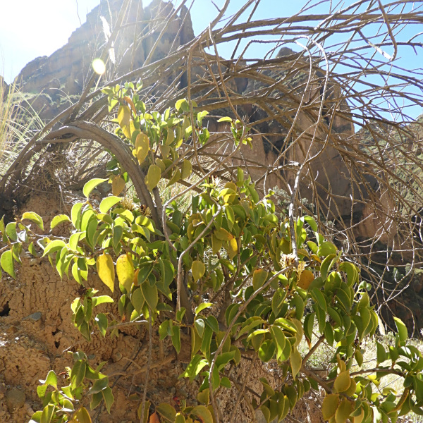 Struthanthus acuminatus