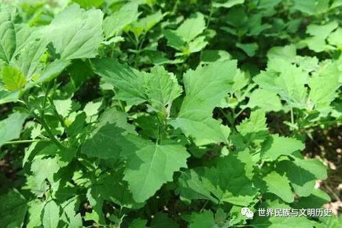 狹葉省藤 狹葉省藤