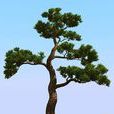 松樹(松科植物)