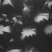 雨(1929年荷蘭紀錄片) 雨(1929年荷蘭紀錄片)