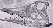 短頸龍的頭骨(編號FHSM VP 321)