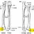 莖突(橈骨莖突) 莖突(橈骨莖突)