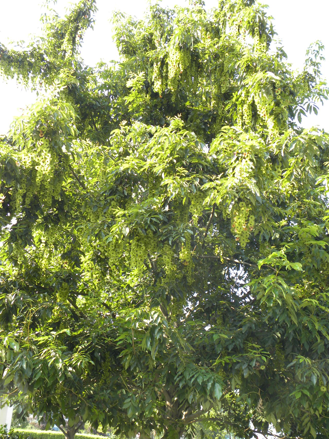 山化樹