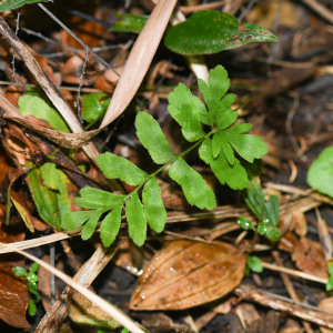 Anemia hispida